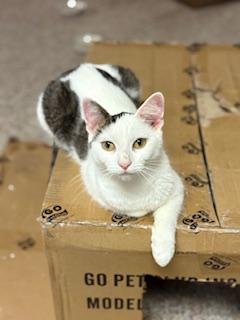 Enlarge Shiloh, a Adoptable Domestic Short Hair in Boiling Springs, PA image 3/4