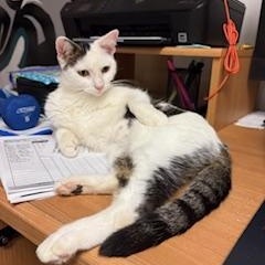Enlarge Shiloh, a Adoptable Domestic Short Hair in Boiling Springs, PA image 4/4
