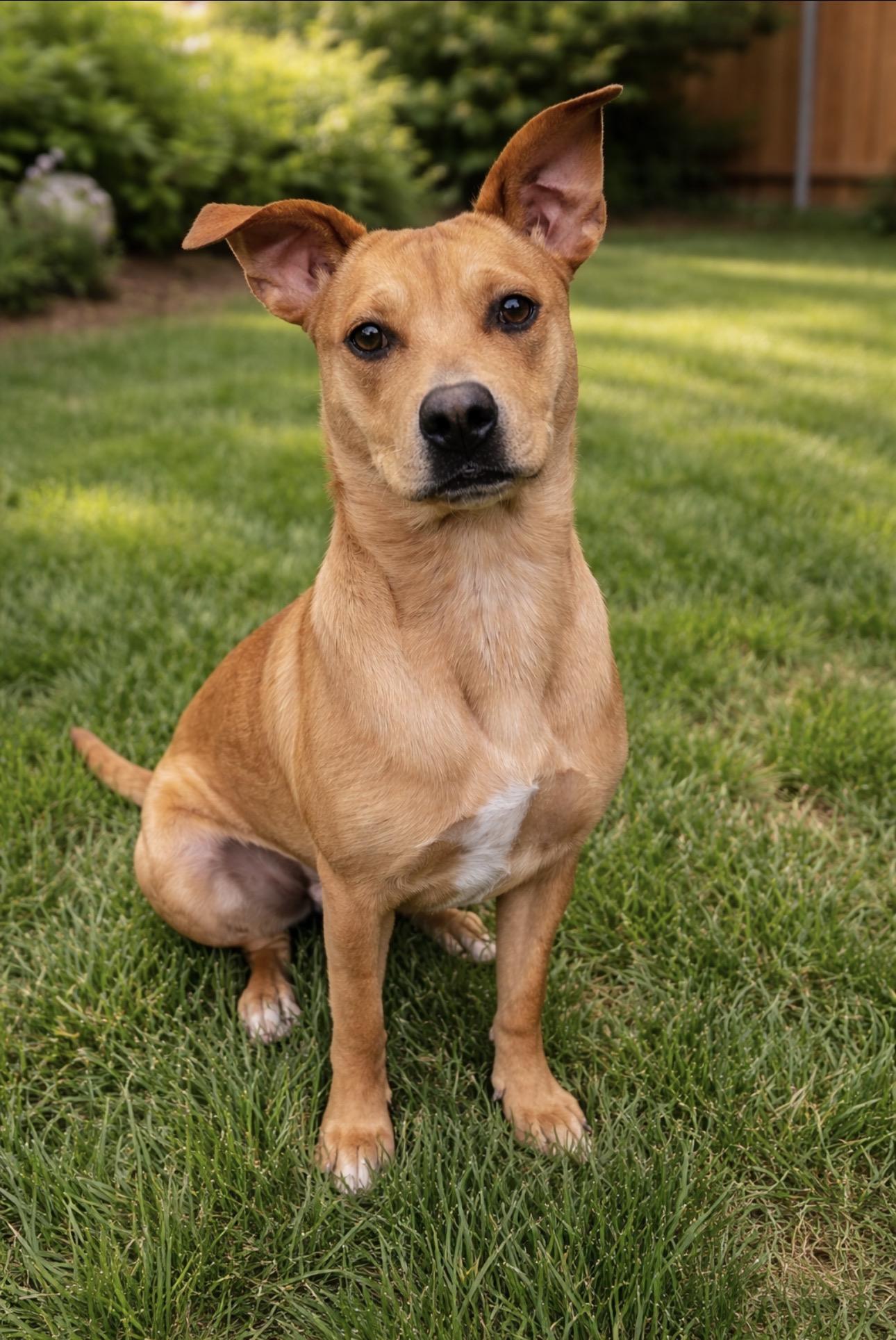 Emma, a ADOPTABLE mixed breed in Costa Mesa , CA image 2/2