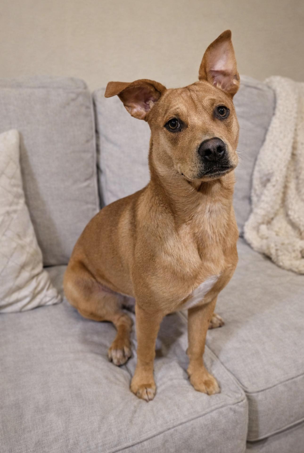 Emma, a ADOPTABLE mixed breed in Costa Mesa , CA image 1/2