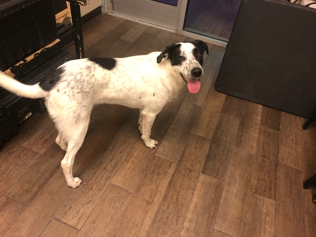 Enlarge Mickey, a Adoptable mixed breed in Haslet, TX image 1/1