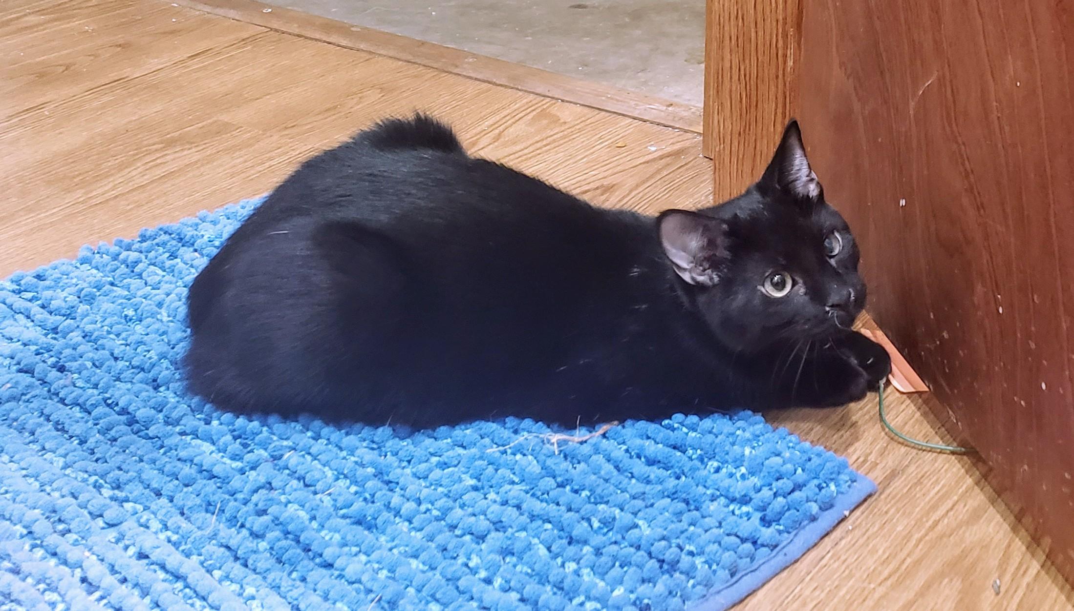 Zeus