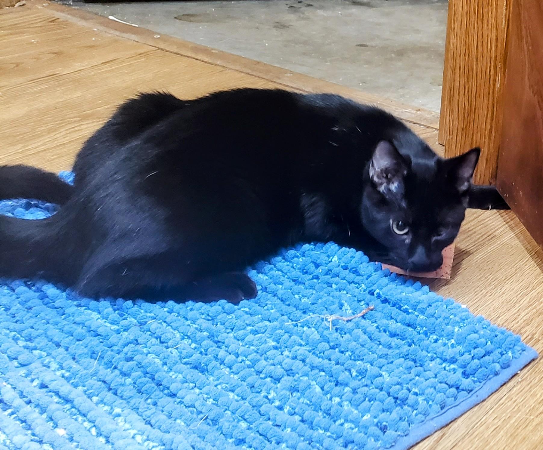 Zeus photo 2