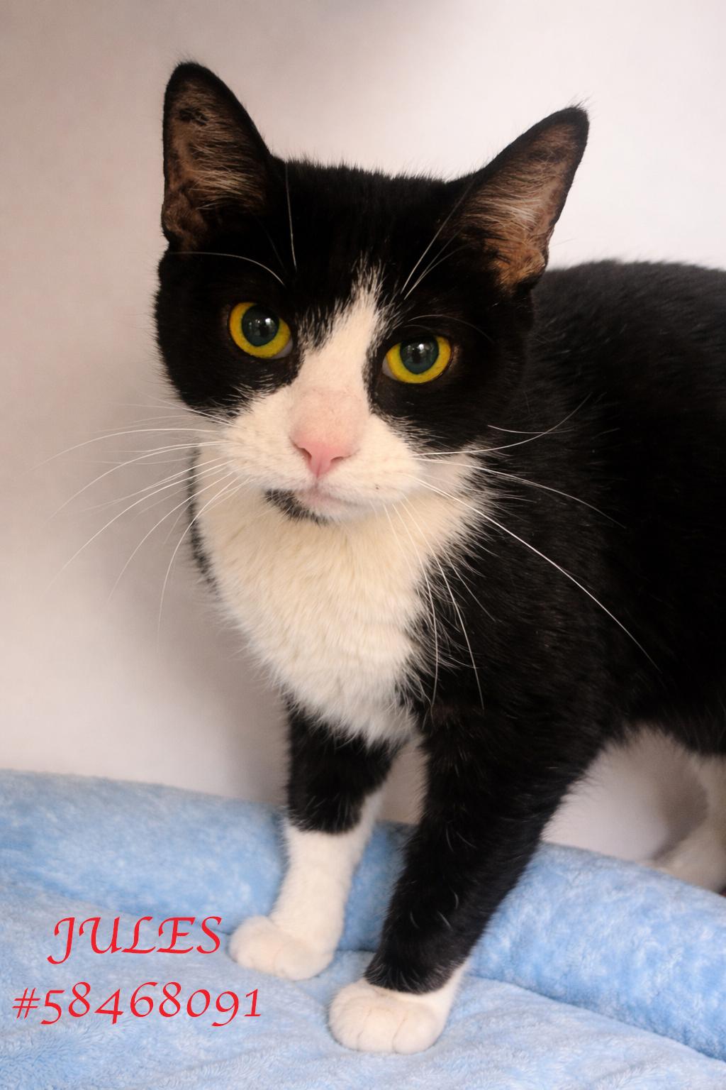 Jules , ADOPTABLE, Adult Male Tuxedo.