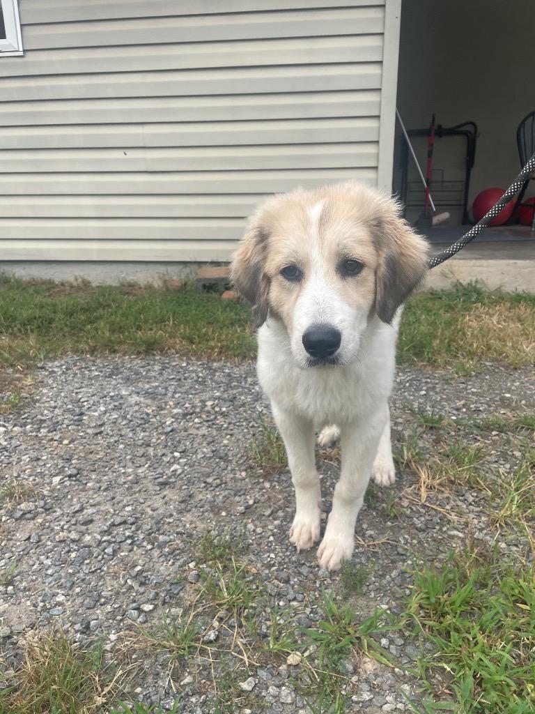 Enlarge Rango, a Adoptable mixed breed in Mineral, VA image 1/3
