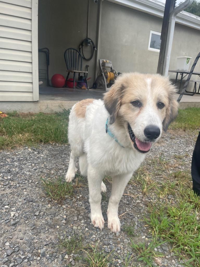 Enlarge Rango, a Adoptable mixed breed in Mineral, VA image 2/3
