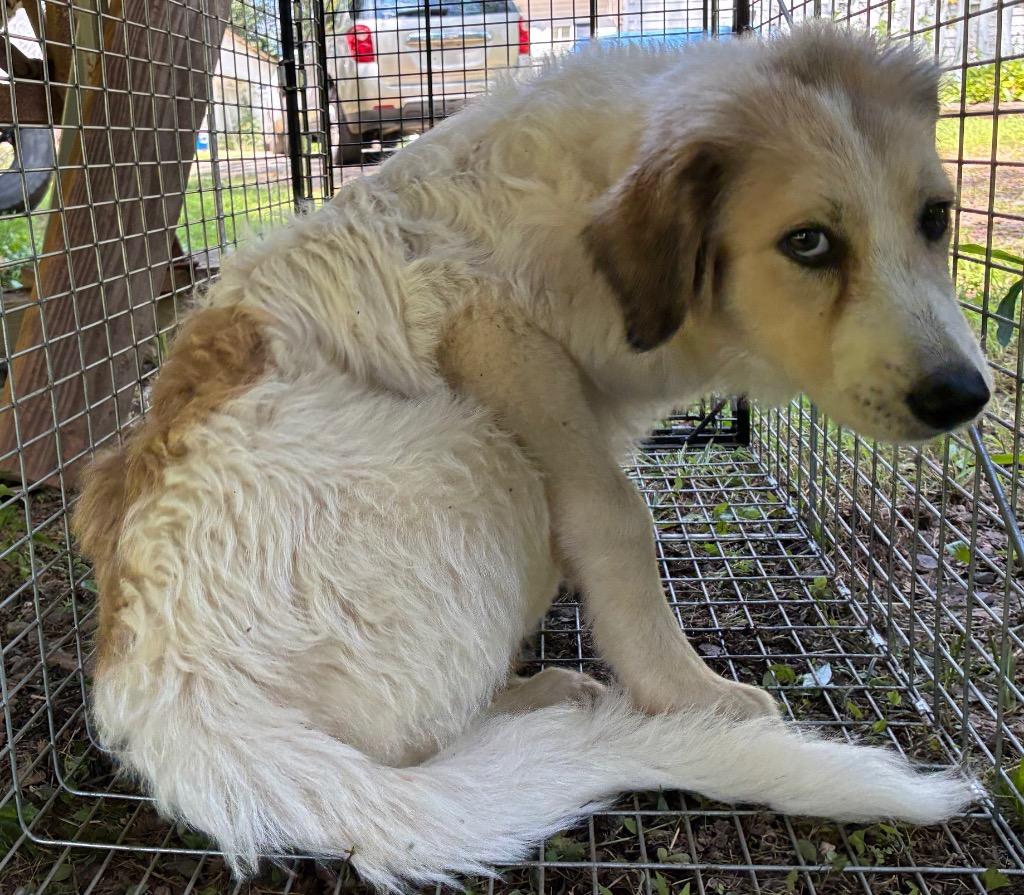 Enlarge Rango, a Adoptable mixed breed in Mineral, VA image 3/3