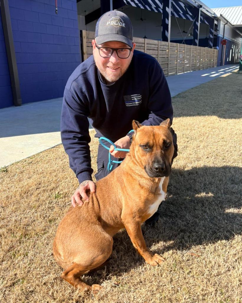 Enlarge Strider, a Adoptable mixed breed in Hartsville, SC image 1/6
