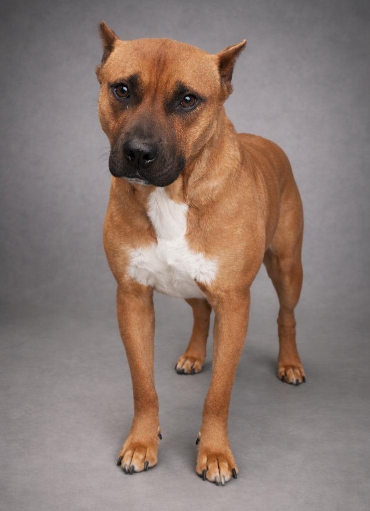 Enlarge Strider, a Adoptable mixed breed in Hartsville, SC image 5/6