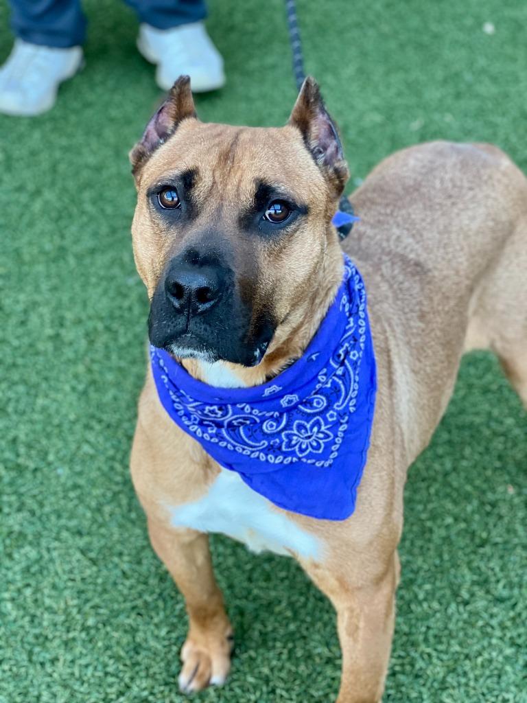 Enlarge Strider, a Adoptable mixed breed in Hartsville, SC image 6/6