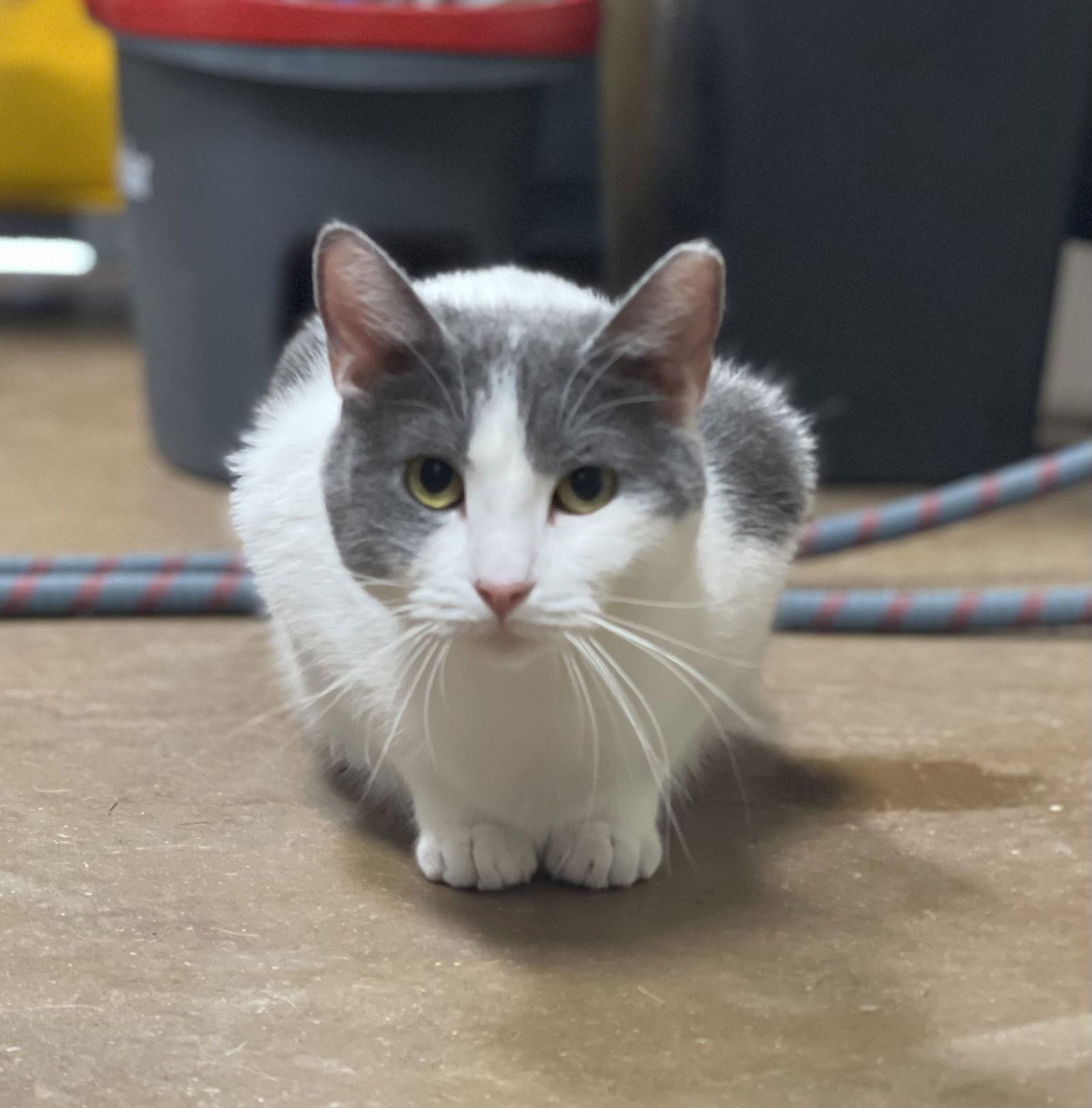 Mama Bomba, Adoptable, Adult Female Domestic Short Hair.