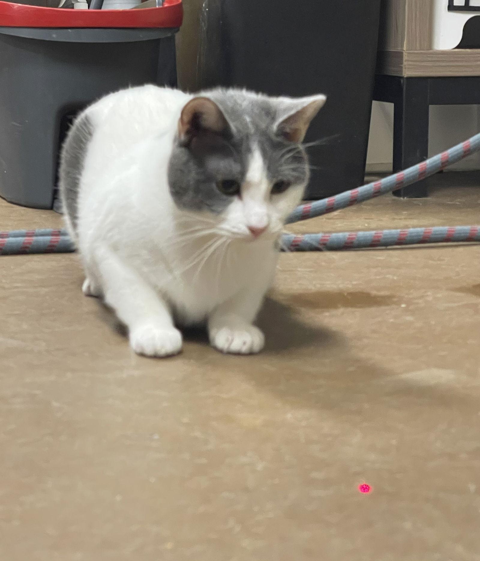 Mama Bomba, a Adoptable Domestic Short Hair in Irving, TX image 2/2