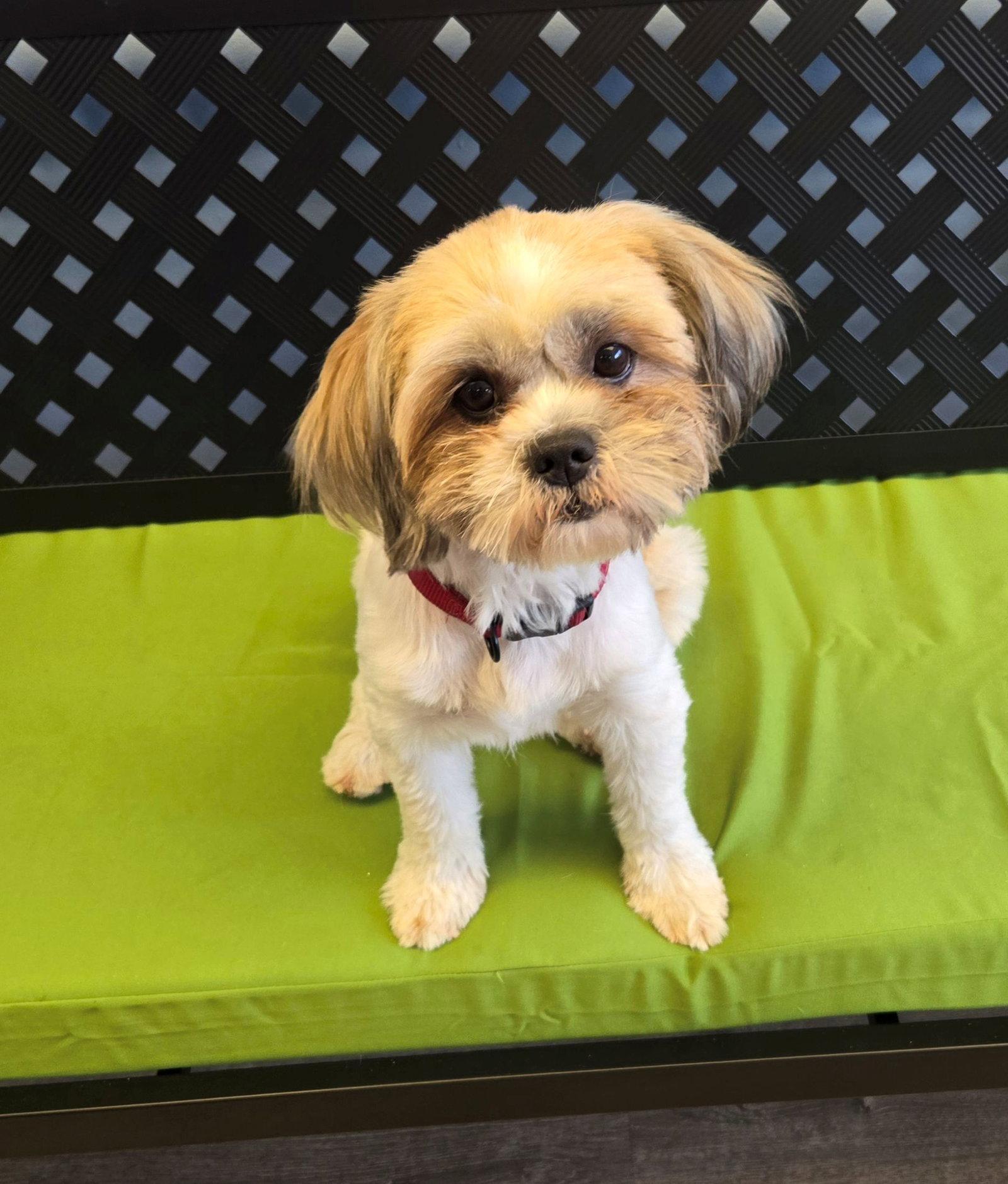 Muneca (Dolly), Adopted, Young Female Shih Tzu.