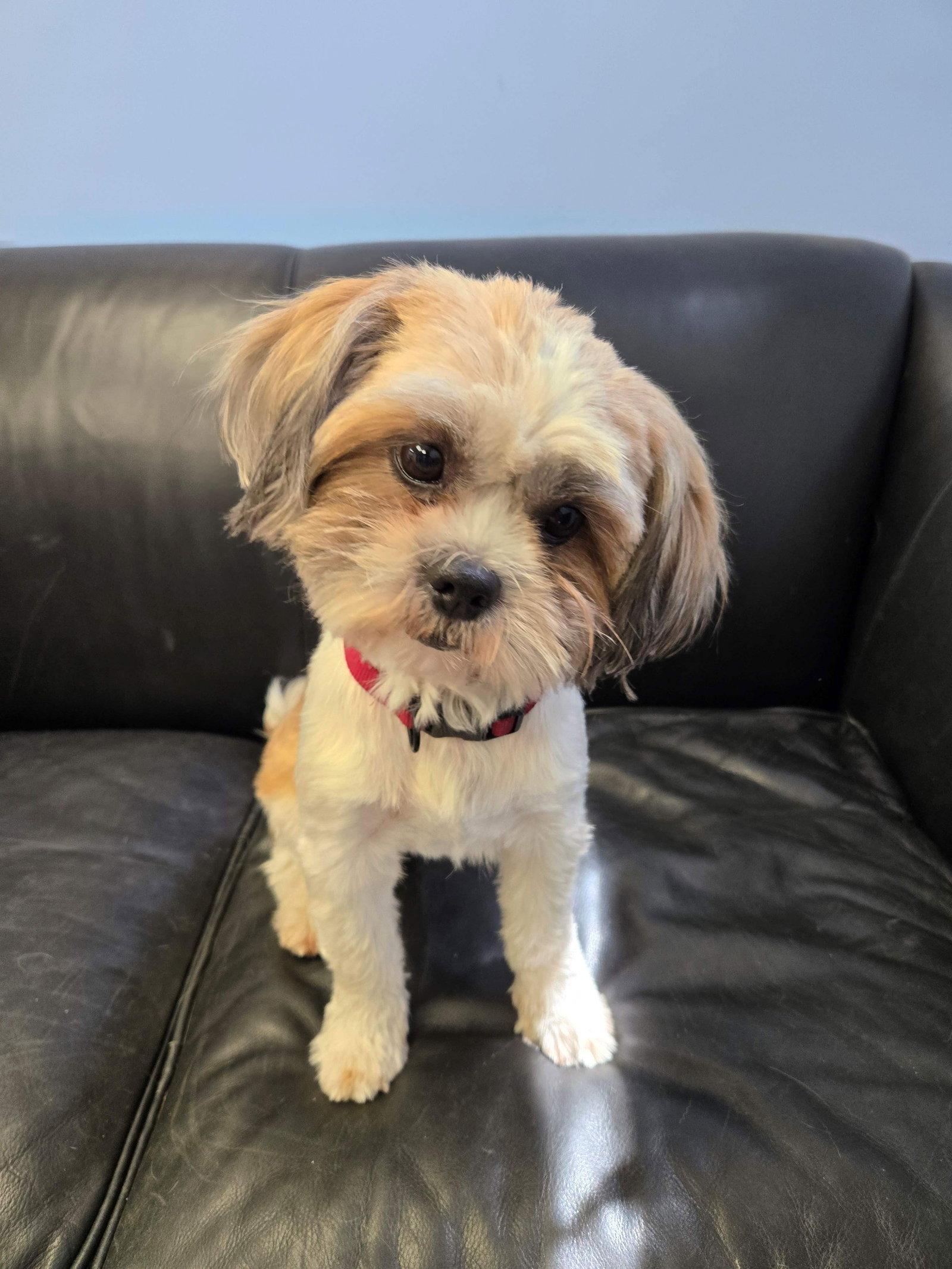 Enlarge Muneca (Dolly), a Adopted Shih Tzu in Cliffwood, NJ image 2/2