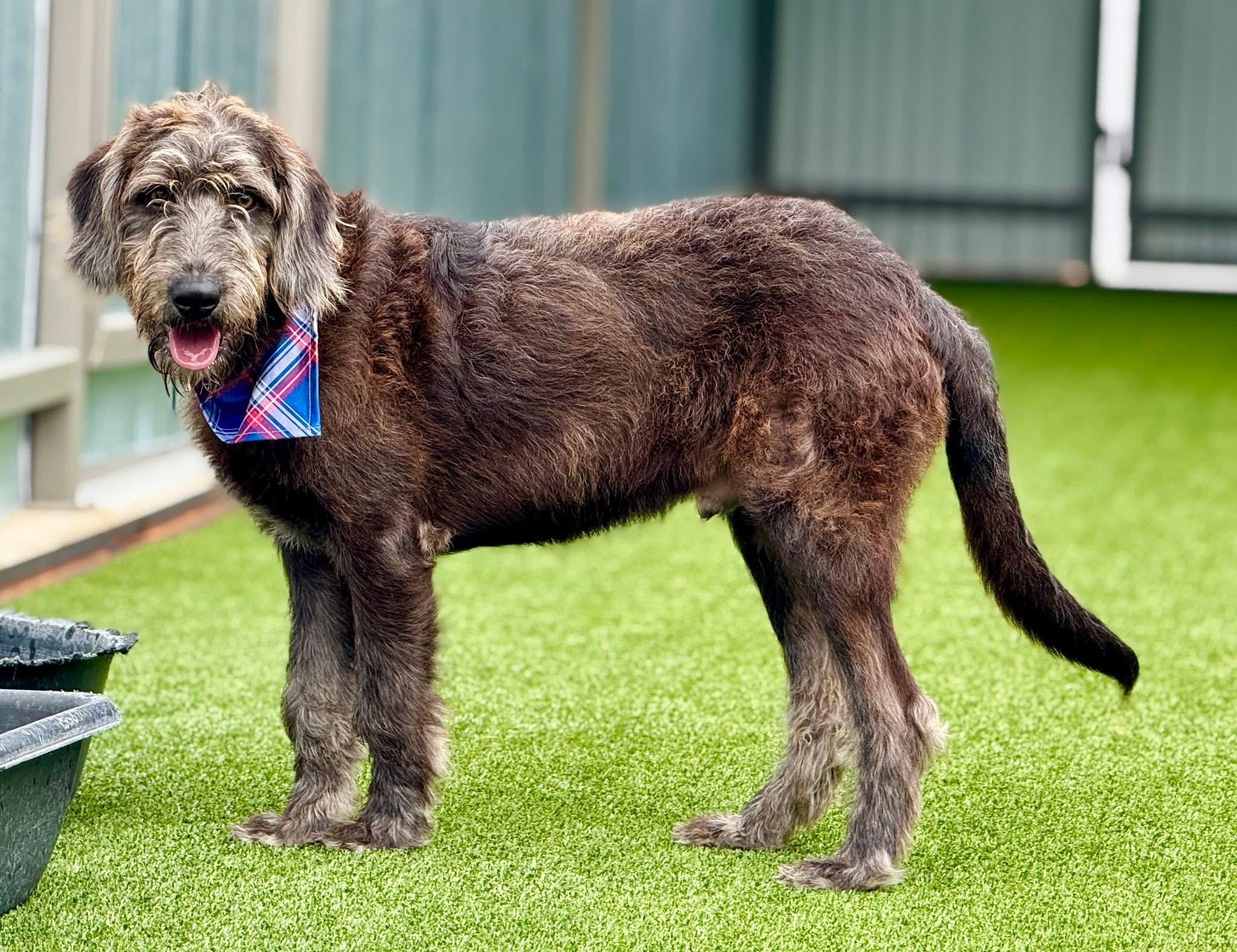 Enlarge Finley - the most handsome boy!, a Adoptable mixed breed in San Antonio, TX image 5/6