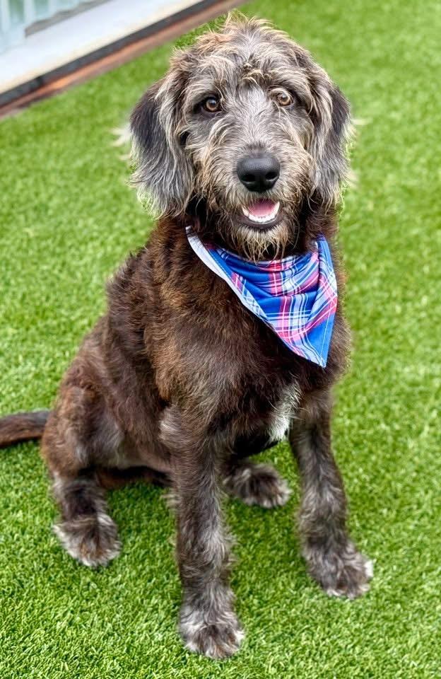 Enlarge Finley - the most handsome boy!, a Adoptable mixed breed in San Antonio, TX image 4/6