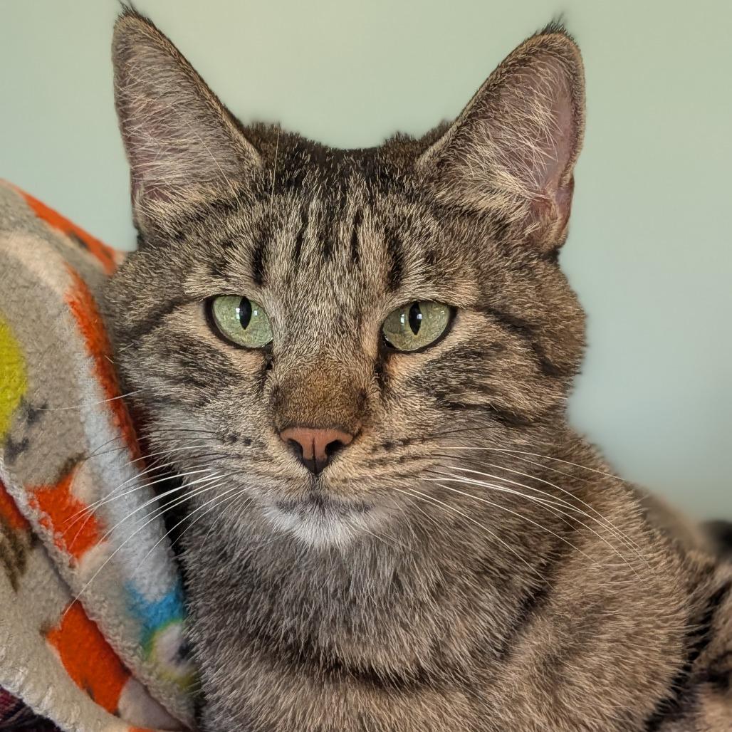 Enlarge Aspen, a Adoptable Domestic Short Hair in Milan, IL image 1/3