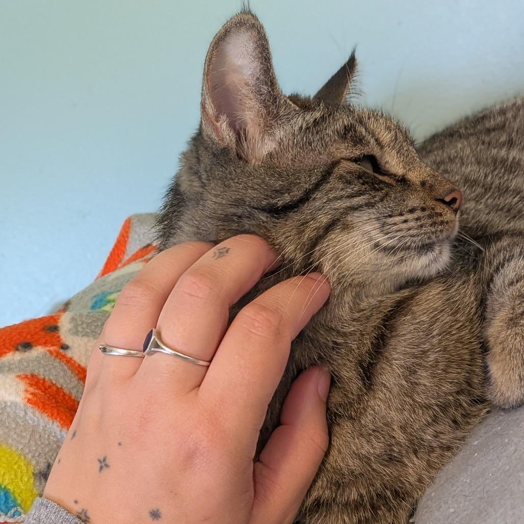 Enlarge Aspen, a Adoptable Domestic Short Hair in Milan, IL image 2/3