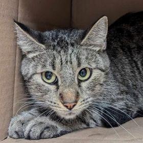Enlarge Aspen, a Adoptable Domestic Short Hair in Milan, IL image 1/1