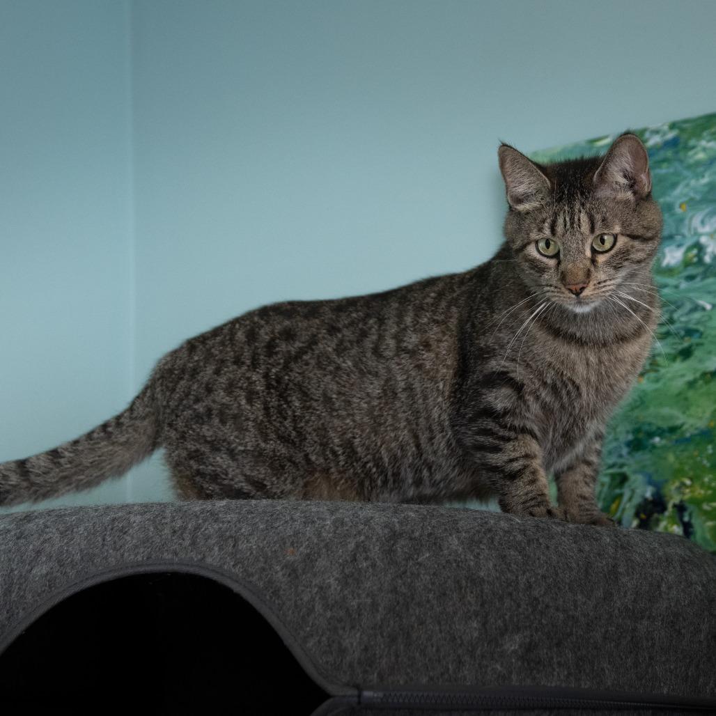 Aspen, a Adoptable Domestic Short Hair in Milan, IL image 4/4