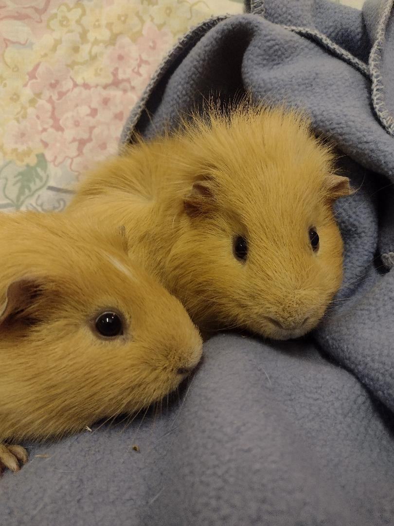 Various Guinea pig trios, Adoptable, Adult Female Guinea Pig.