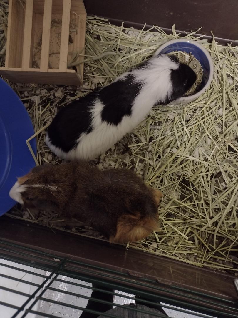 Enlarge Various Guinea pig trios, a Adoptable Guinea Pig in Plymouth, MI image 2/3