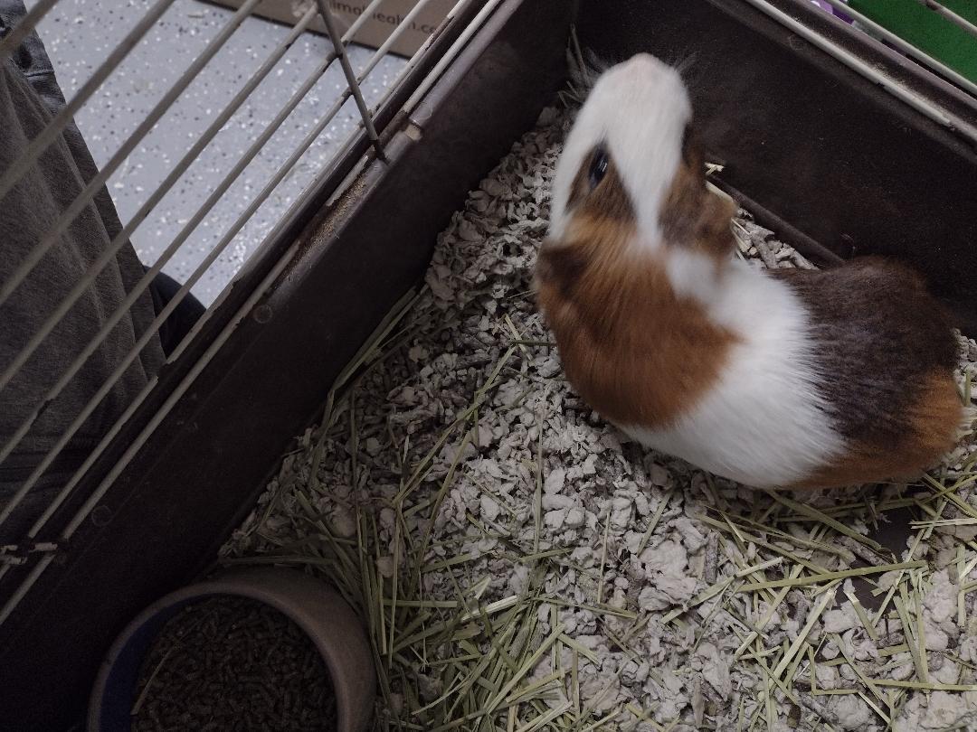 Enlarge Various Guinea pig trios, a Adoptable Guinea Pig in Plymouth, MI image 3/3