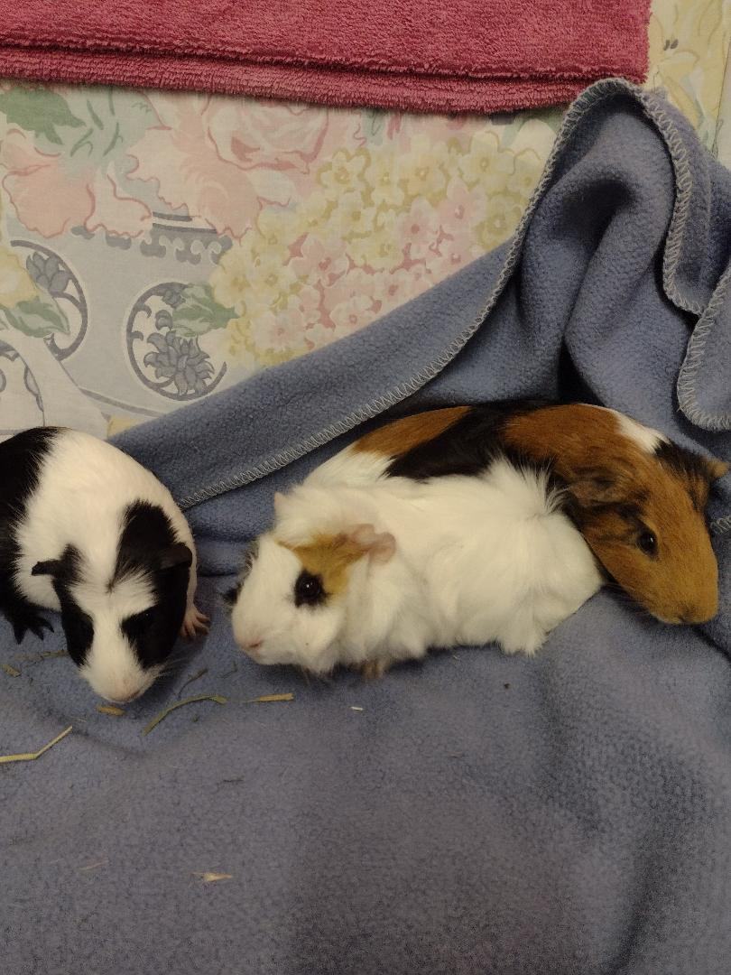 Various Guinea pig trios, Adoptable, Adult Female Guinea Pig.