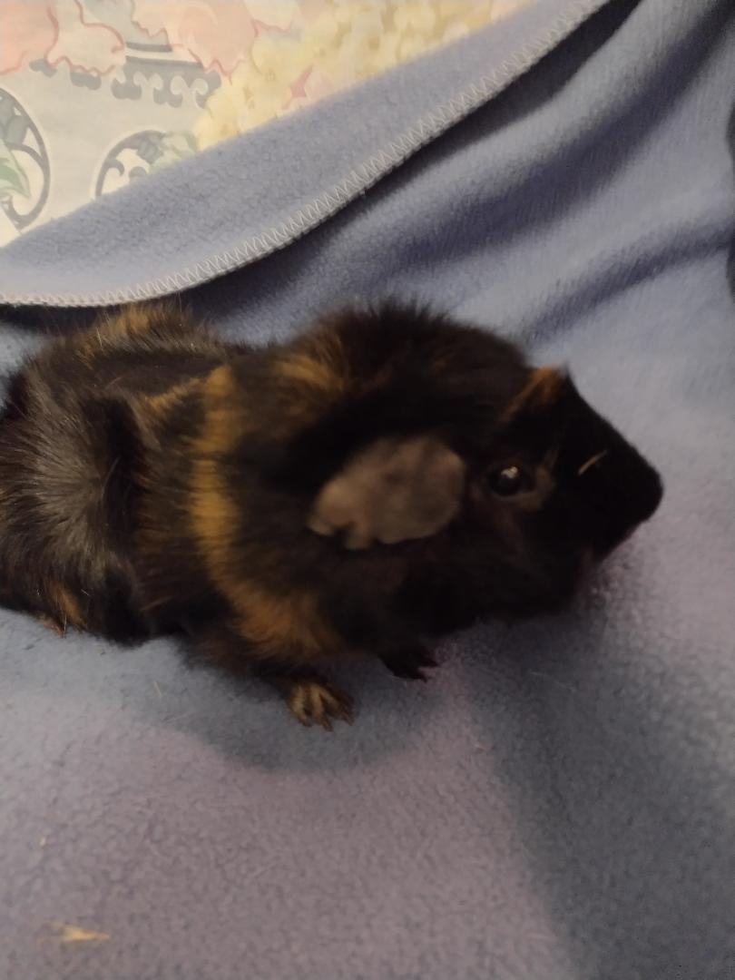 Various Guinea pig trios, a Adoptable Guinea Pig in Plymouth, MI image 3/3