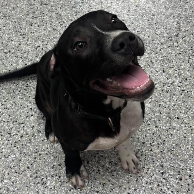 Teddy, a Adoptable mixed breed in Richmond, MO image 4/7