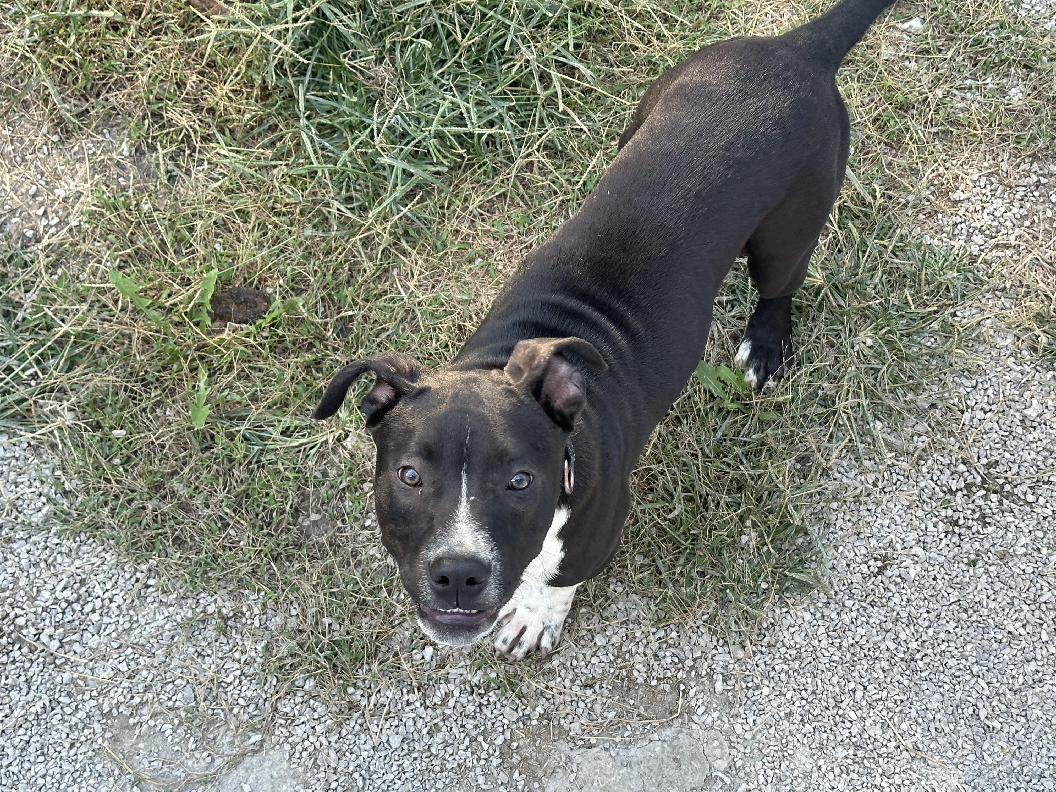 Teddy, a Adoptable mixed breed in Richmond, MO image 5/7