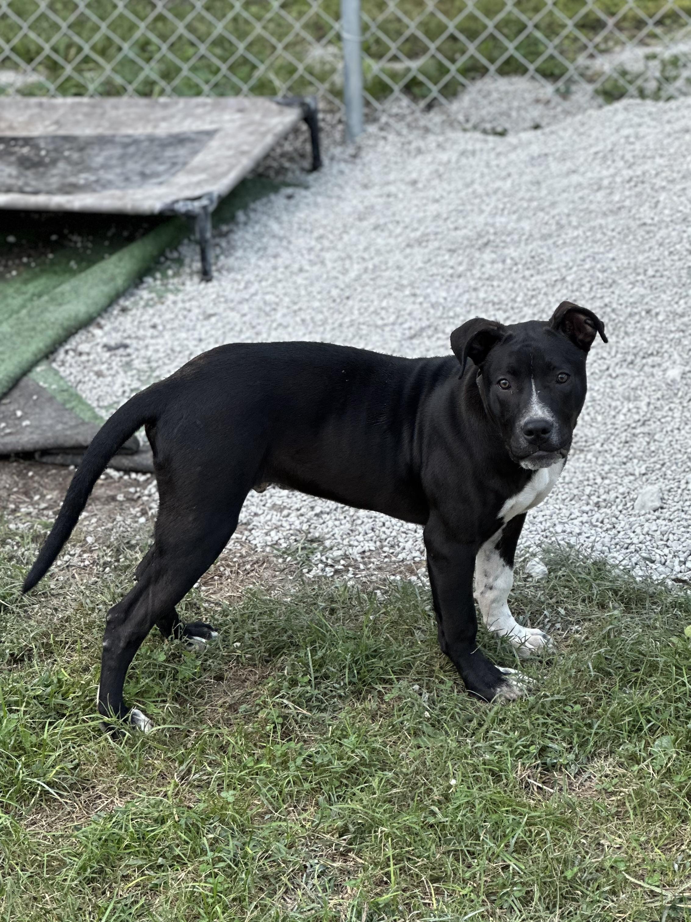 Teddy, a Adoptable mixed breed in Richmond, MO image 6/7