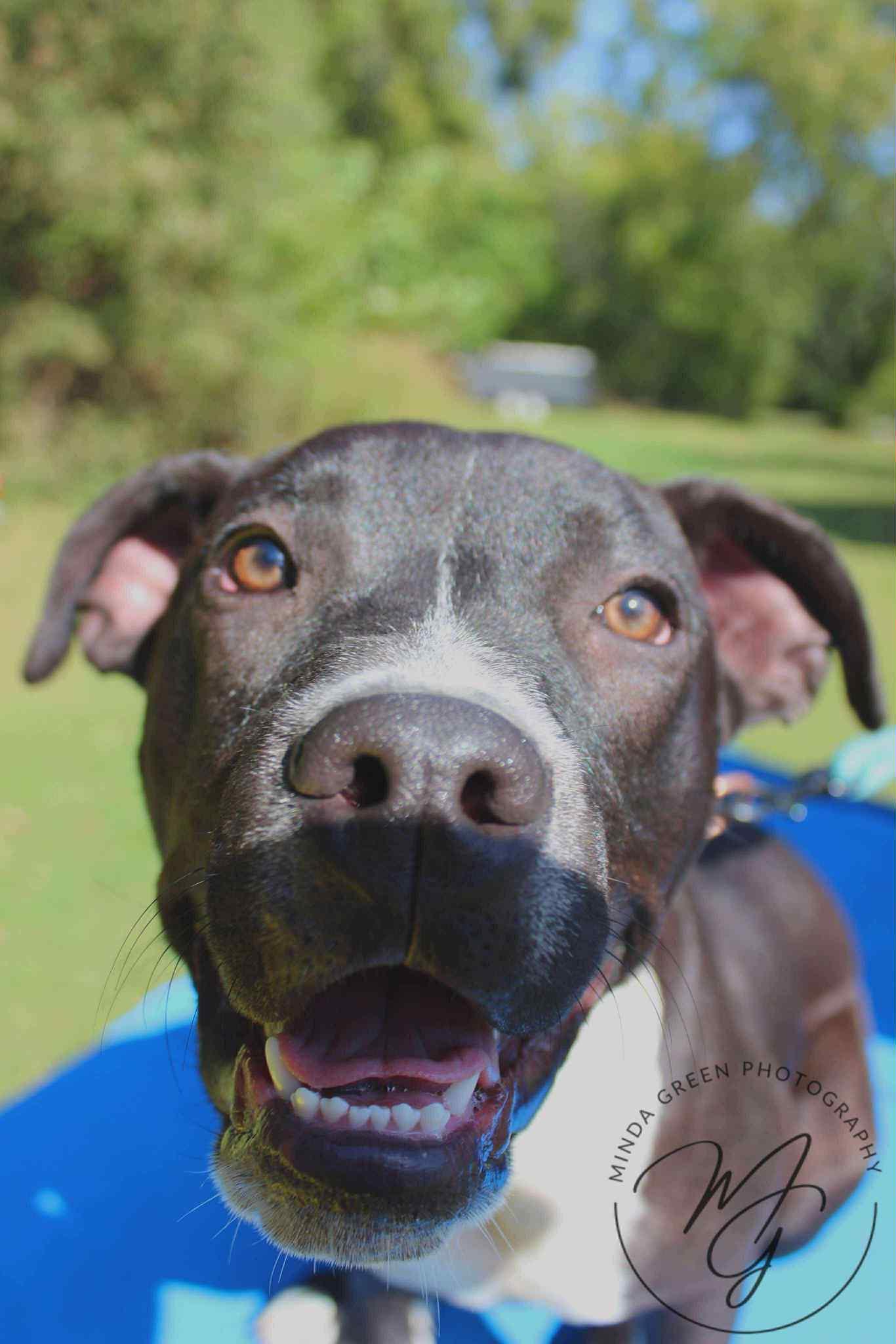 Teddy, a Adoptable mixed breed in Richmond, MO image 1/7