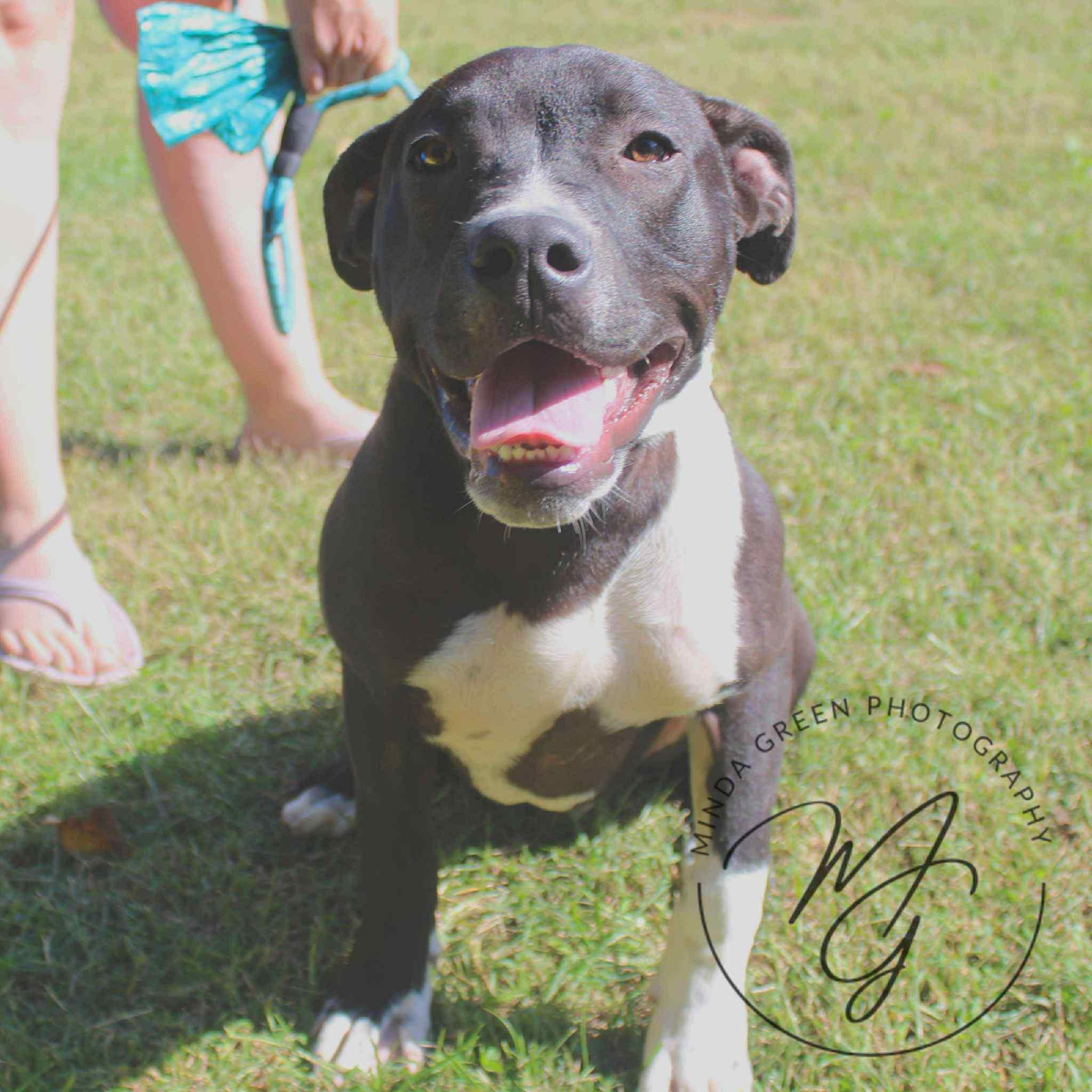 Teddy, a Adoptable mixed breed in Richmond, MO image 2/7