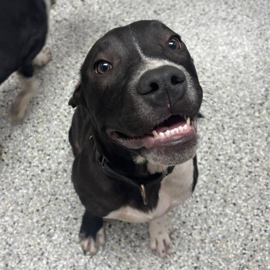 Enlarge Teddy, a Adoptable mixed breed in Richmond, MO image 7/7