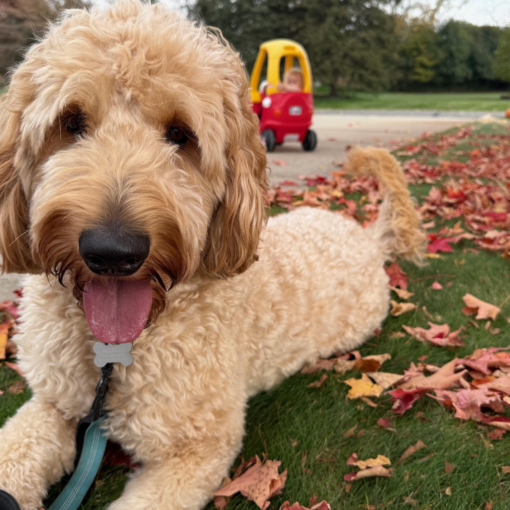 Enlarge Big Ben, a ADOPTABLE Goldendoodle in White Lake, MI image 5/5