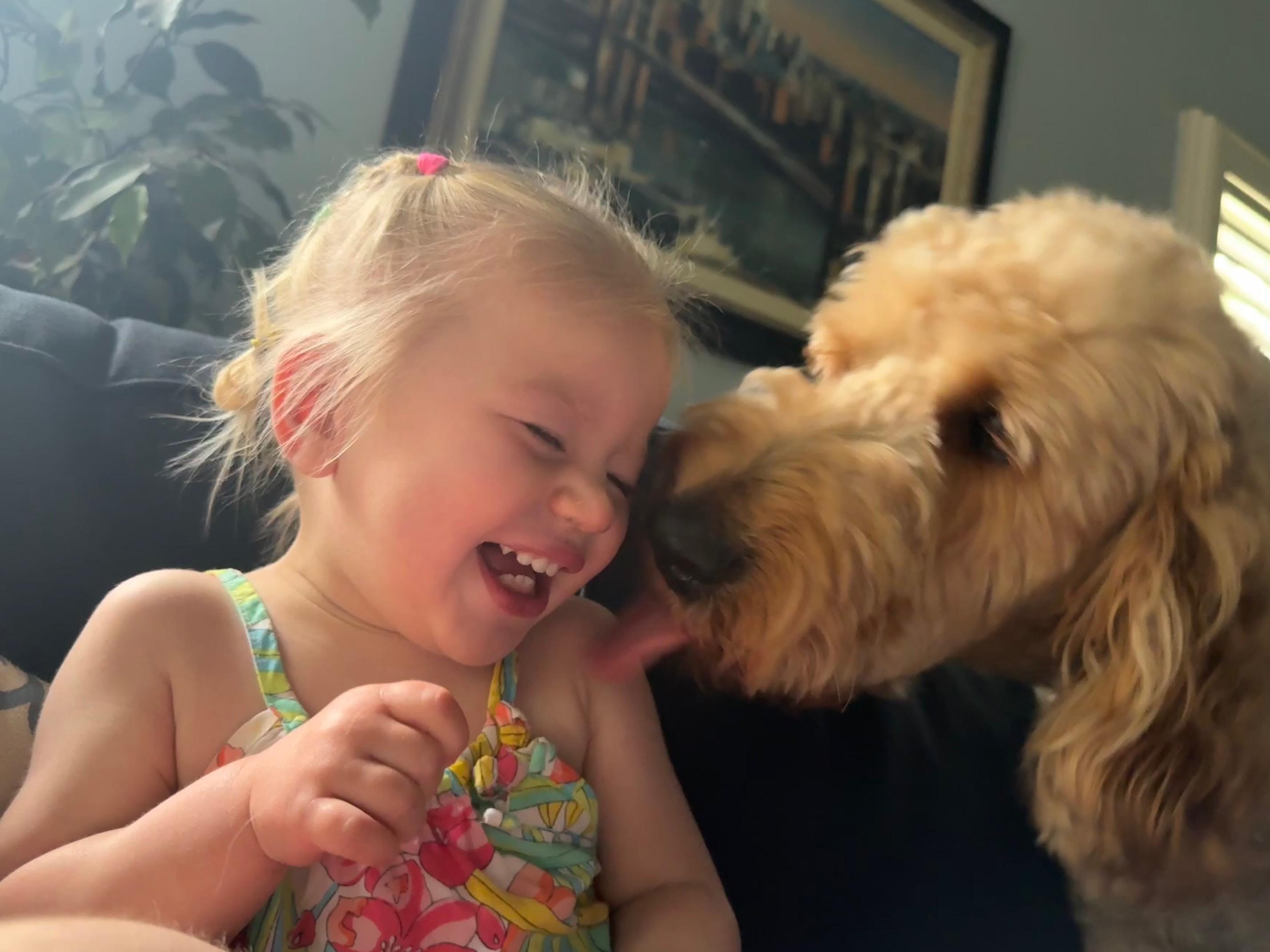 Enlarge Big Ben, a ADOPTABLE Goldendoodle in White Lake, MI image 4/5