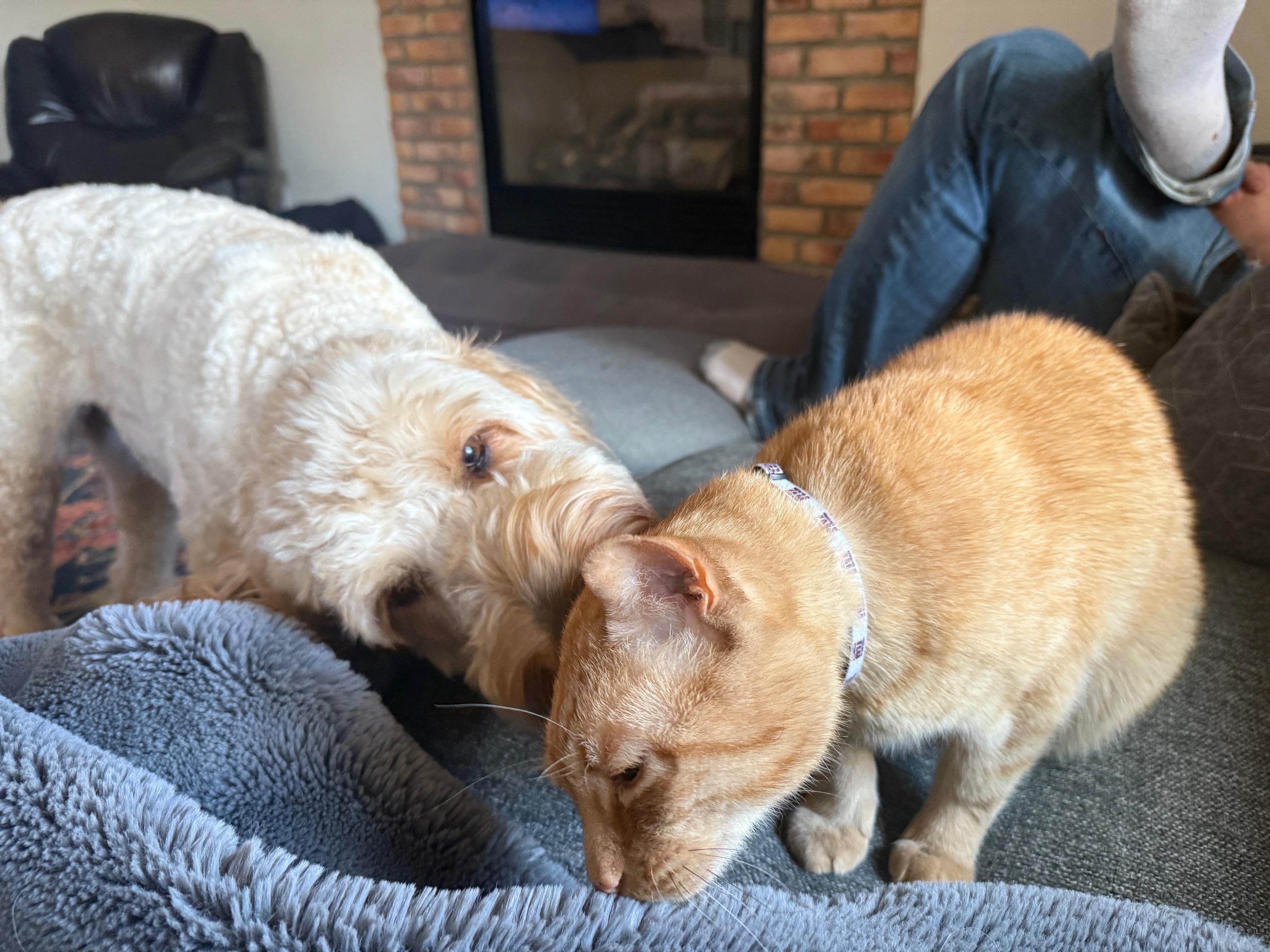 Enlarge Big Ben, a ADOPTABLE Goldendoodle in White Lake, MI image 1/5