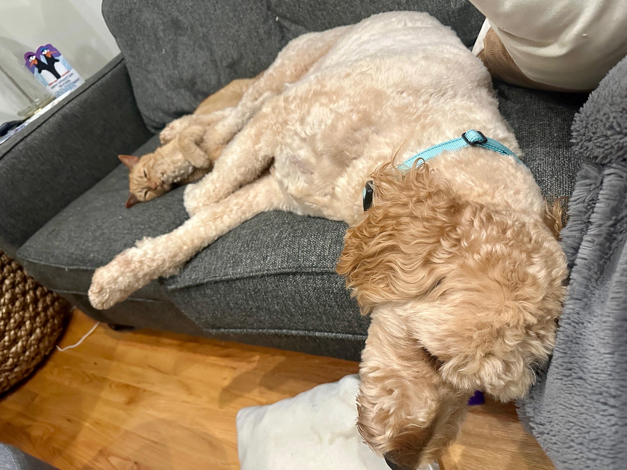 Enlarge Big Ben, a ADOPTABLE Goldendoodle in White Lake, MI image 3/5