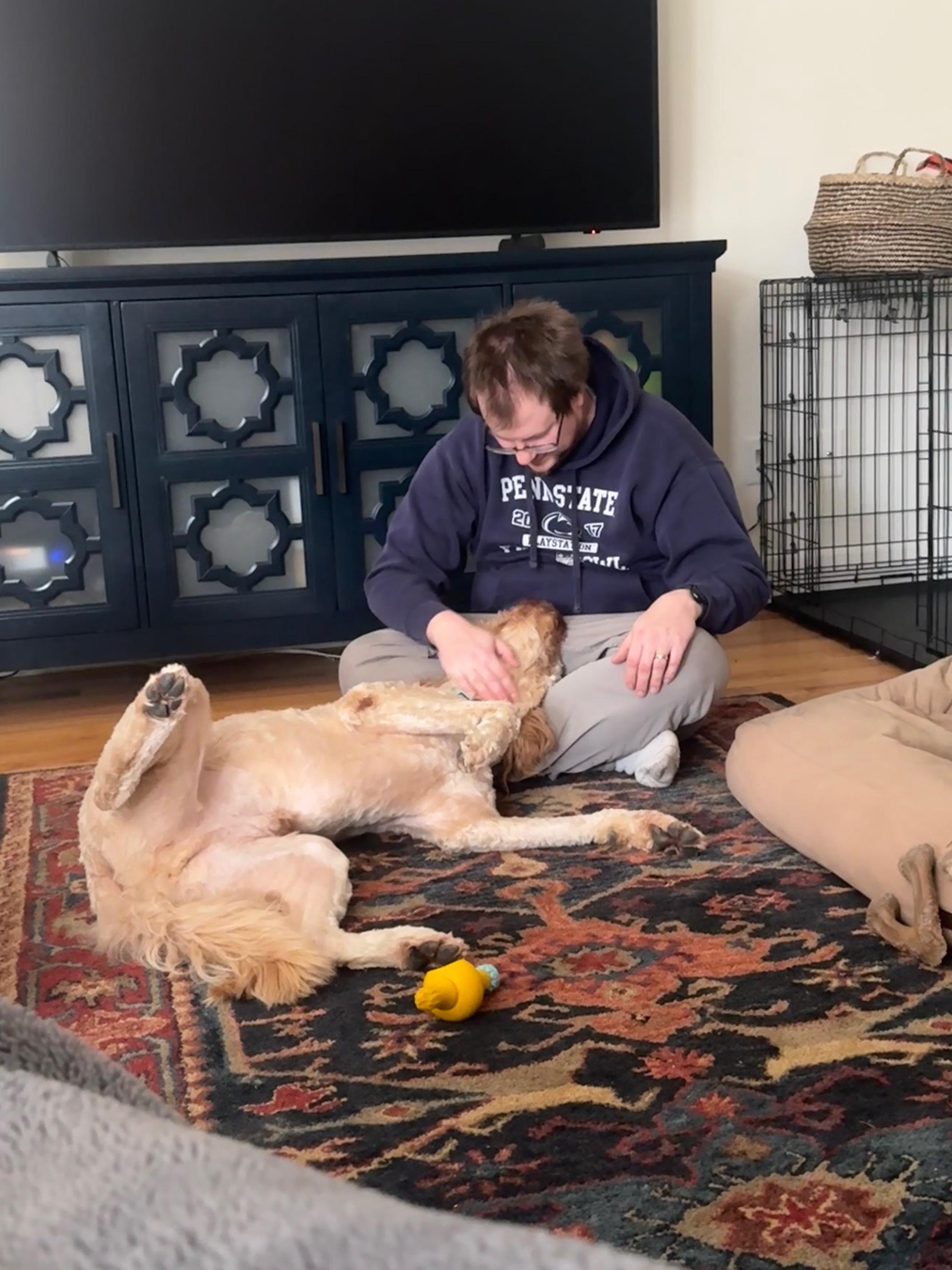Enlarge Big Ben, a ADOPTABLE Goldendoodle in White Lake, MI image 2/5