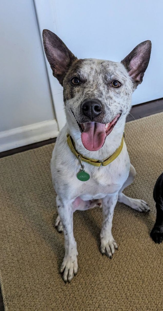 Axel, a Adoptable mixed breed in Dewitt, MI image 1/6
