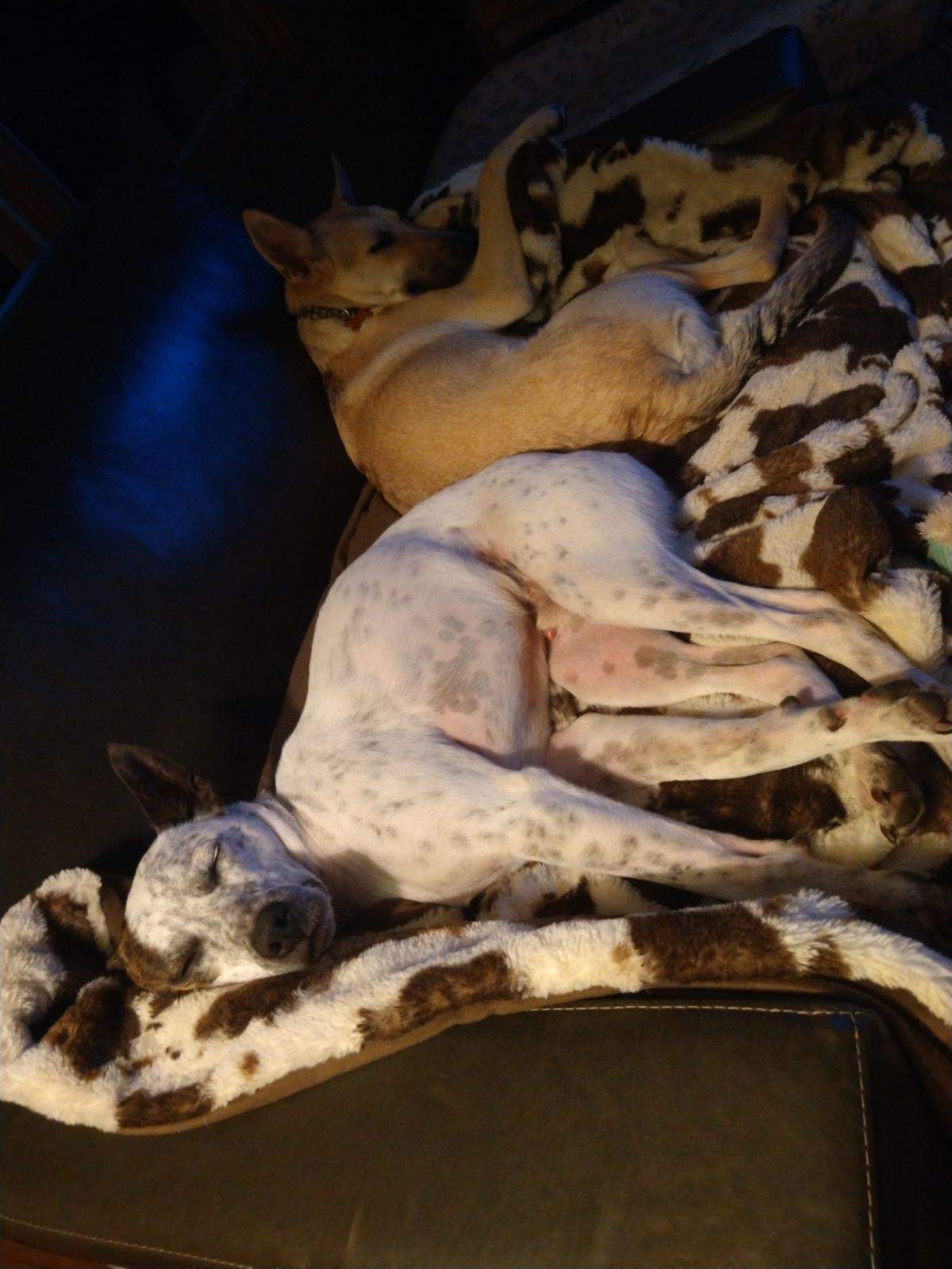 Axel, a Adoptable mixed breed in Dewitt, MI image 4/6