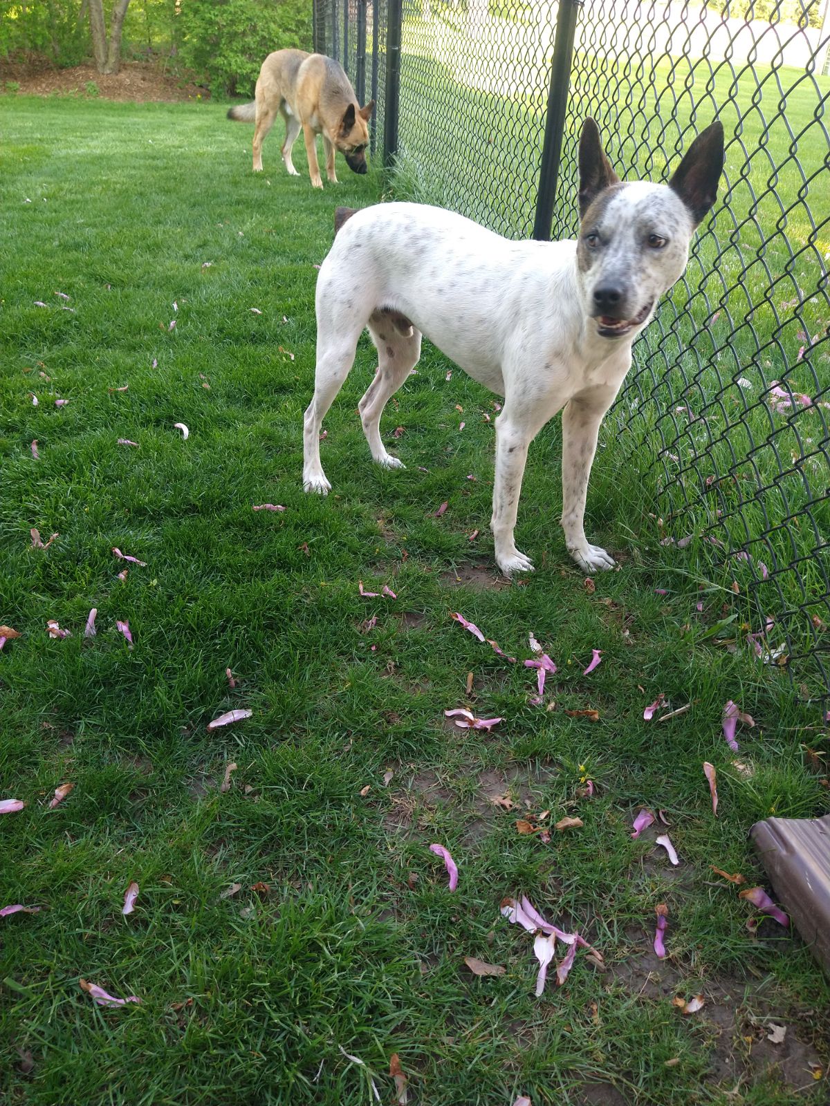 Axel, a Adoptable mixed breed in Dewitt, MI image 6/6