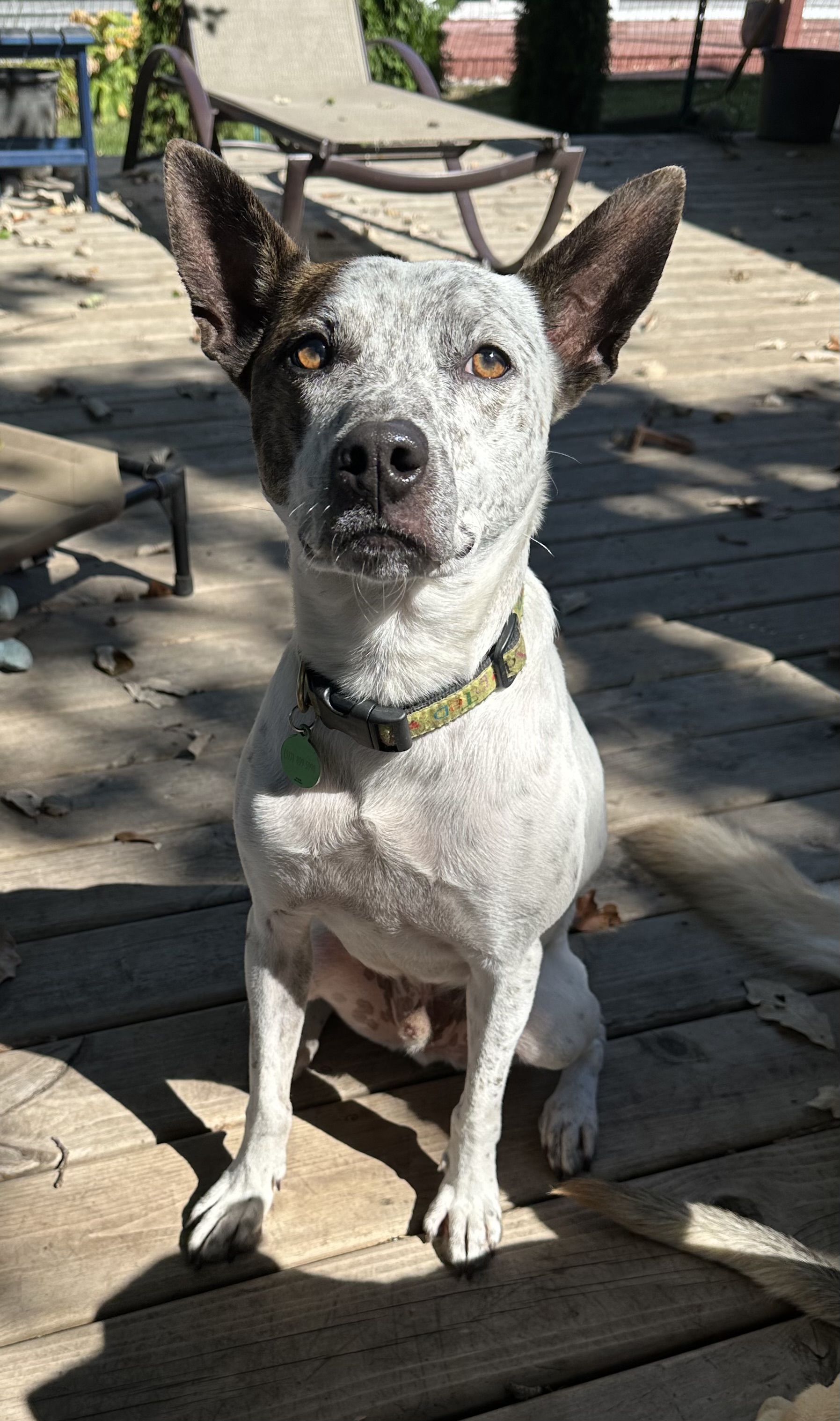Axel, a Adoptable mixed breed in Dewitt, MI image 2/6