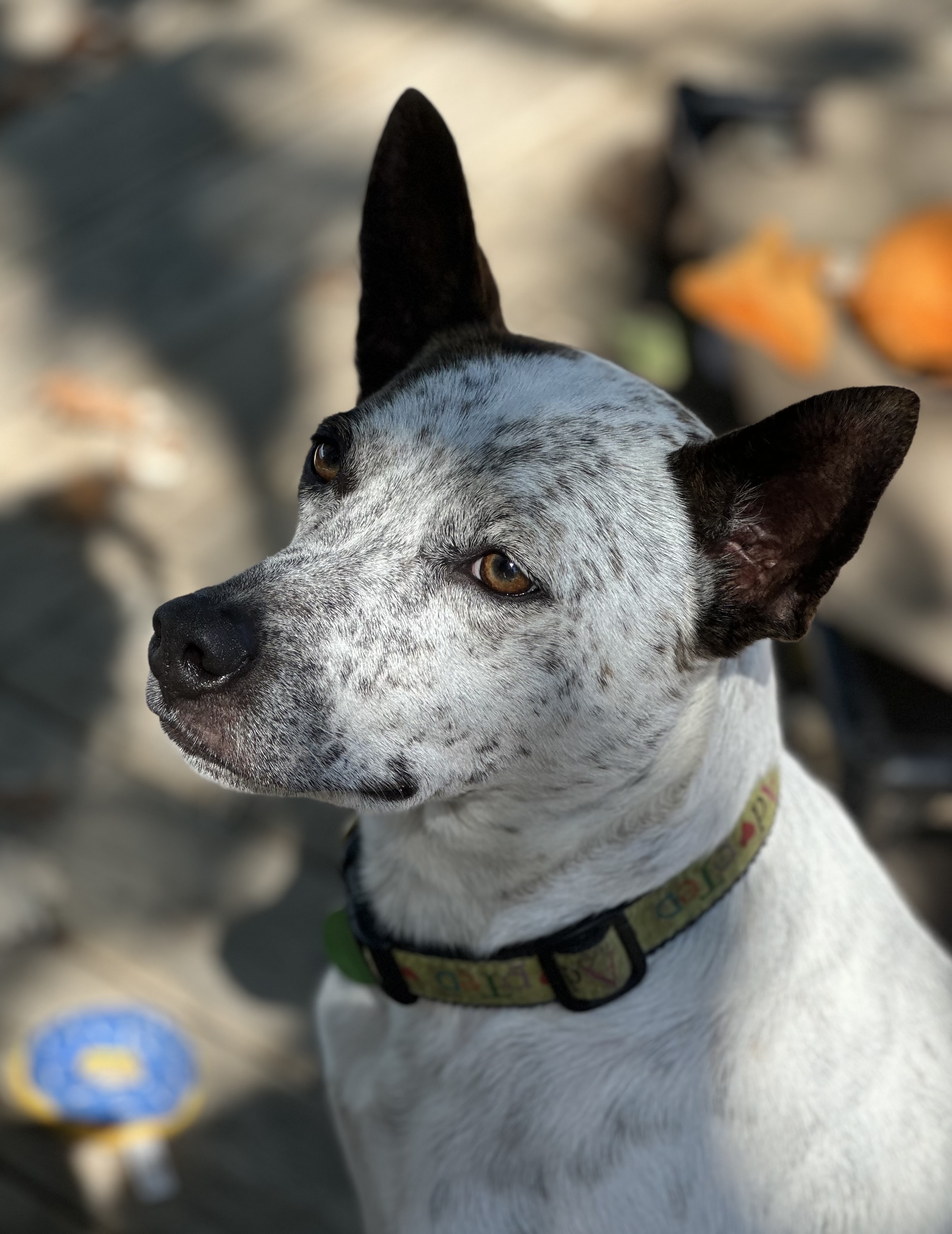 Axel, a Adoptable mixed breed in Dewitt, MI image 5/6