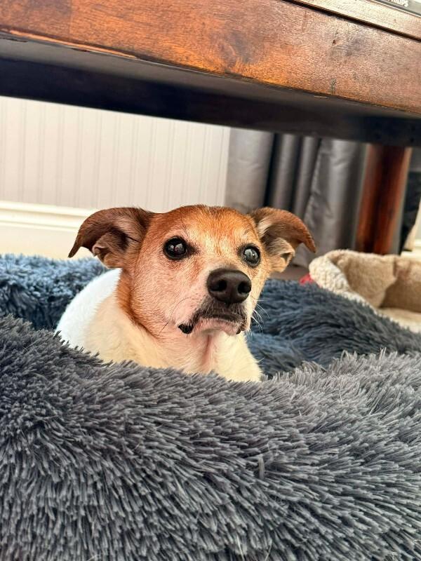 Raph, Adoptable, Senior Male Jack Russell Terrier & Mixed Breed.