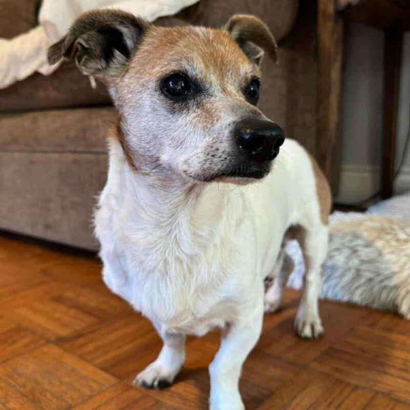 Raph, a Adoptable mixed breed in Athens, ON image 1/6