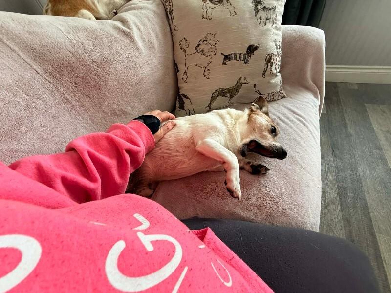 Raph, a Adoptable mixed breed in Athens, ON image 2/6