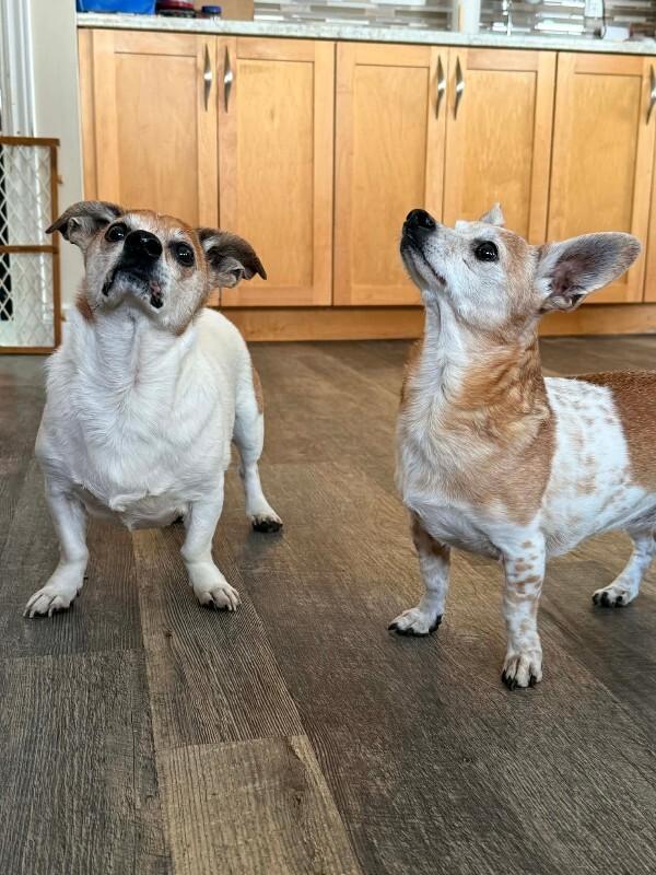 Raph, a Adoptable mixed breed in Athens, ON image 6/6