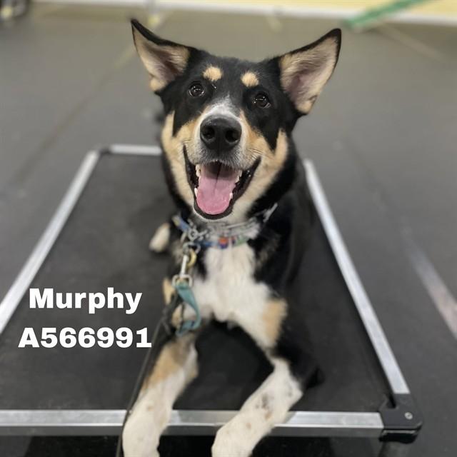 MURPHY, Adoptable, Young Male German Shepherd Dog & Mixed Breed.